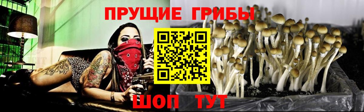 Псилоцибиновые грибы GOLDEN TEACHER Дзержинский